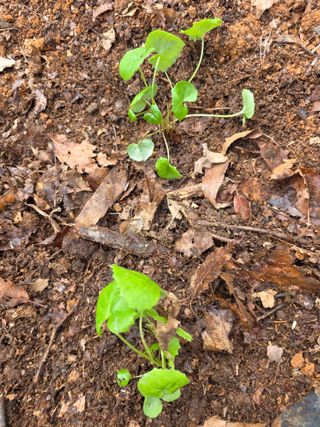 김대숙님의 기타작물 · 영농일지 작성글 사진