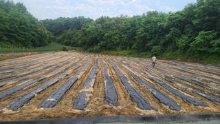 안경준님의 고추 · 영농일지 작성글 사진