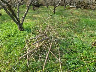 이용찬 열매마농원님의 매실 · 영농일지 작성글 사진