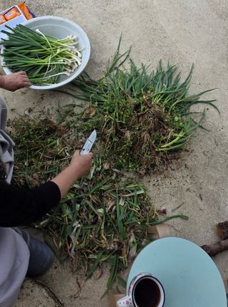 경주농장님의 마늘 · 영농일지 작성글 사진