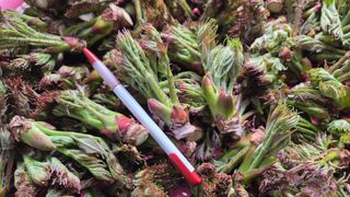 제키님의 두릅 · 영농일지 작성글 사진