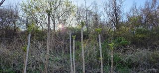 경주농장님의 마늘 · 영농일지 작성글 사진