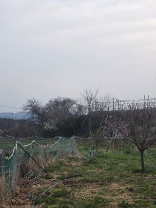 양파12861님의 마늘 · 영농일지 작성글 사진