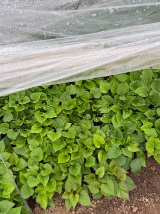 이영민님의 고구마 · 영농일지 작성글 사진