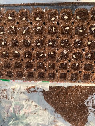 별@노래농장(정씨)님의 오이 · 영농일지 작성글 사진