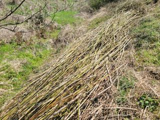이용찬 열매마농원님의 매실 · 영농일지 작성글 사진