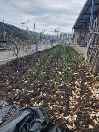 김용대님의 마늘 · 영농일지 작성글 사진