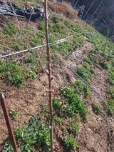 팜모닝 복숭아·영농일지 게시글 이미지