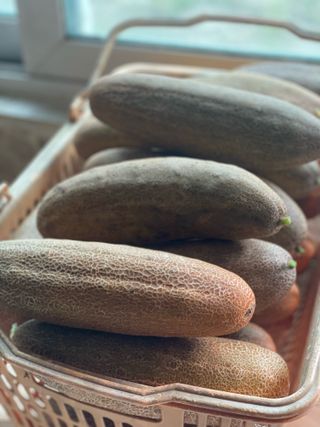 별@노래농장(정씨)님의 오이 · 영농일지 작성글 사진