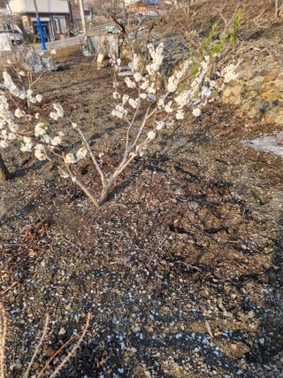 김용대님의 마늘 · 영농일지 작성글 사진