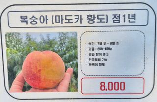 골드래곤님의 복숭아 · 영농일지 작성글 사진