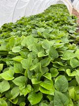 팜모닝 고구마·영농일지 게시글 이미지