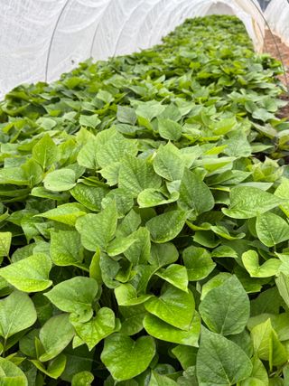 이영민님의 고구마 · 영농일지 작성글 사진