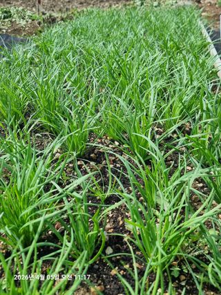 초보5도2촌님의 시금치 · 영농일지 작성글 사진