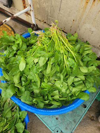 알렉산더님의 시금치 · 영농일지 작성글 사진