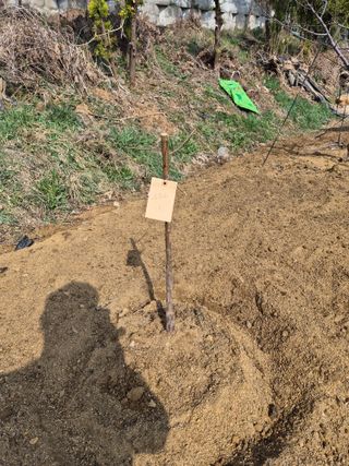 써니님의 기타작물 · 영농일지 작성글 사진