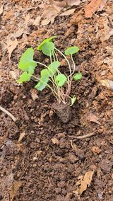 팜모닝 기타작물·영농일지 게시글 이미지