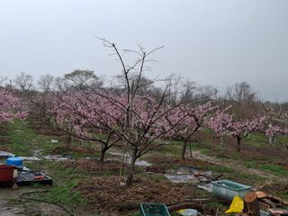 철남 김희곤님의 기타작물 · 영농일지 작성글 사진