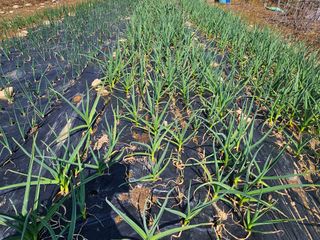 청산거사님의 양파 · 영농일지 작성글 사진