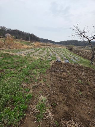 감자17713손병욱님의 기타작물 · 영농일지 작성글 사진