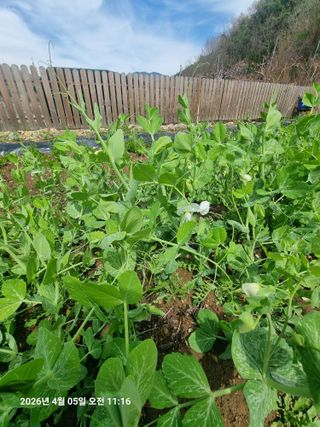 초보5도2촌님의 시금치 · 영농일지 작성글 사진