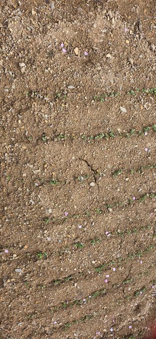 경주농장님의 마늘 · 영농일지 작성글 사진