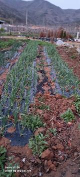 무봉농장(기북)님의 작성글 사진