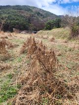 팜모닝 기타작물·영농일지 게시글 이미지