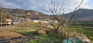 산골아찌님의 사과 · 영농일지 작성글 사진