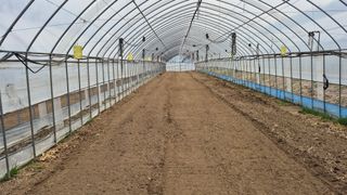 김용훈 님의 토마토 · 영농일지 작성글 사진