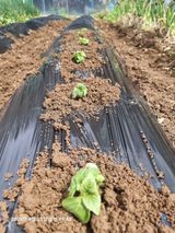 팜모닝 시금치·영농일지 게시글 이미지