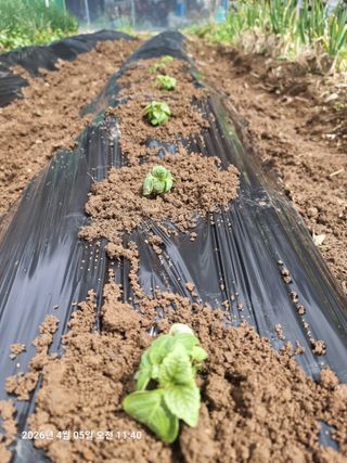 초보5도2촌님의 작성글 사진