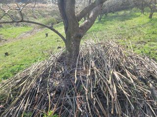 이용찬 열매마농원님의 매실 · 영농일지 작성글 사진
