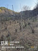 매실21434님의 작성글 사진