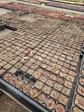 신상섭님의 기타작물 · 영농일지 작성글 사진