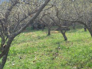 이용찬 열매마농원님의 매실 · 영농일지 작성글 사진