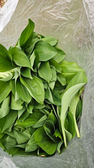 대봉농원 이경화님의 기타작물 · 영농일지 작성글 사진