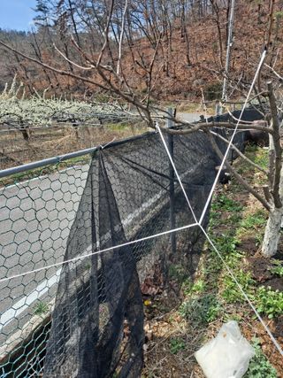 이한재님의 복숭아 · 영농일지 작성글 사진