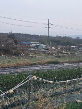 양파12861님의 마늘 · 영농일지 작성글 사진