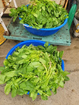 알렉산더님의 작성글 사진