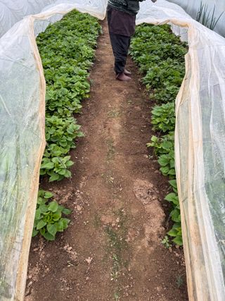 이영민님의 고구마 · 영농일지 작성글 사진