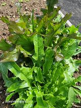 초보5도2촌님의 작성글 사진