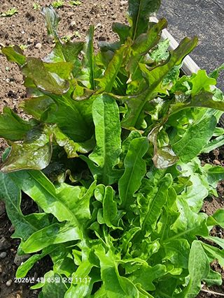 초보5도2촌님의 시금치 · 영농일지 작성글 사진