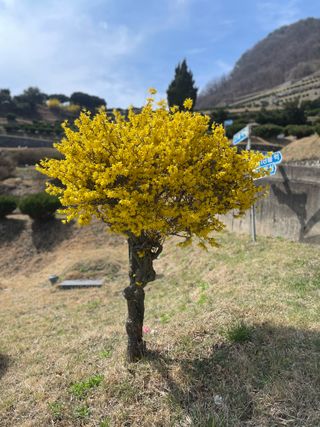 별@노래농장(정씨)님의 오이 · 영농일지 작성글 사진