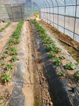 팜모닝 기타작물·영농일지 게시글 이미지