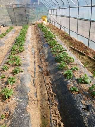 홍순복님의 기타작물 · 영농일지 작성글 사진