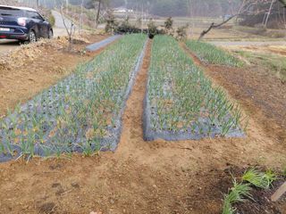 별빛농장지기님의 기타작물 · 영농일지 작성글 사진