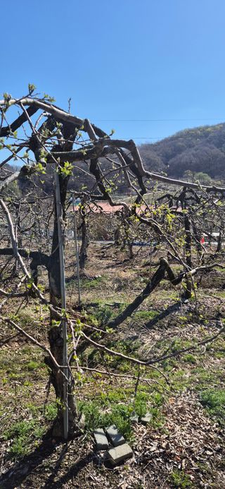 강성분님의 사과 · 영농일지 작성글 사진