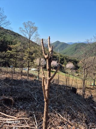 박성균님의 두릅 · 영농일지 작성글 사진