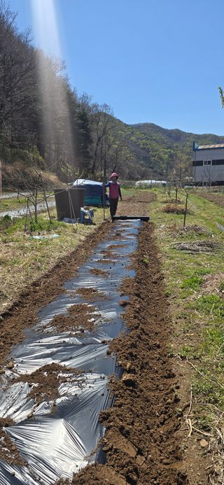 돌복숭아님의 기타작물 · 영농일지 작성글 사진